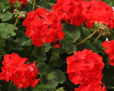 Muškát, pelargonie páskatá 'Savannah Bright Red'