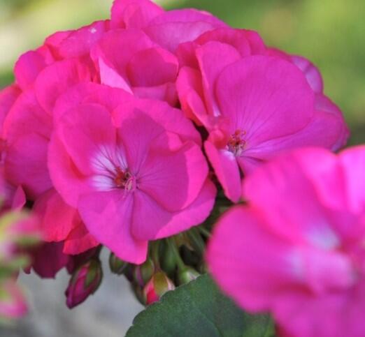 Muškát, pelargonie páskatá 'Survior Idols Blue' - Pelargonium zonale 'Survior Idols Blue'