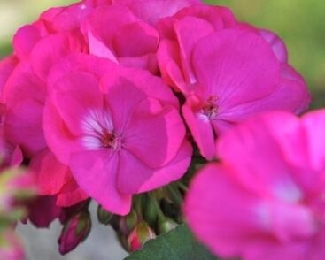 Muškát, pelargonie páskatá 'Survior Idols Blue'