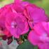 Pelargonium zonale 'Survior Idols Blue'.jpg