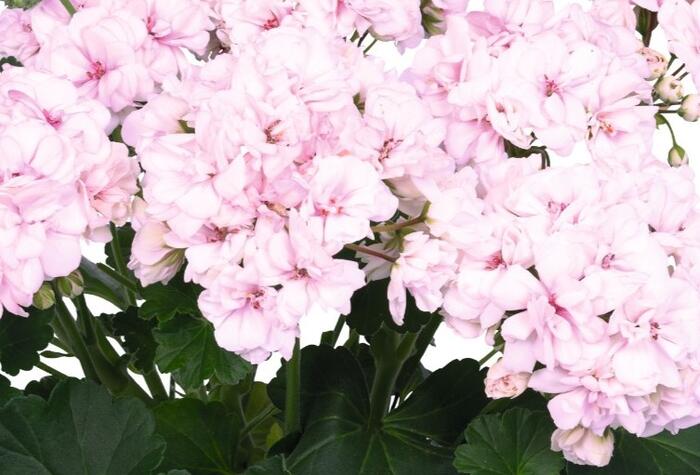 Muškát, pelargonie páskatá 'Survior Idols Paperbloom' - Pelargonium zonale 'Survior Idols Paperbloom'