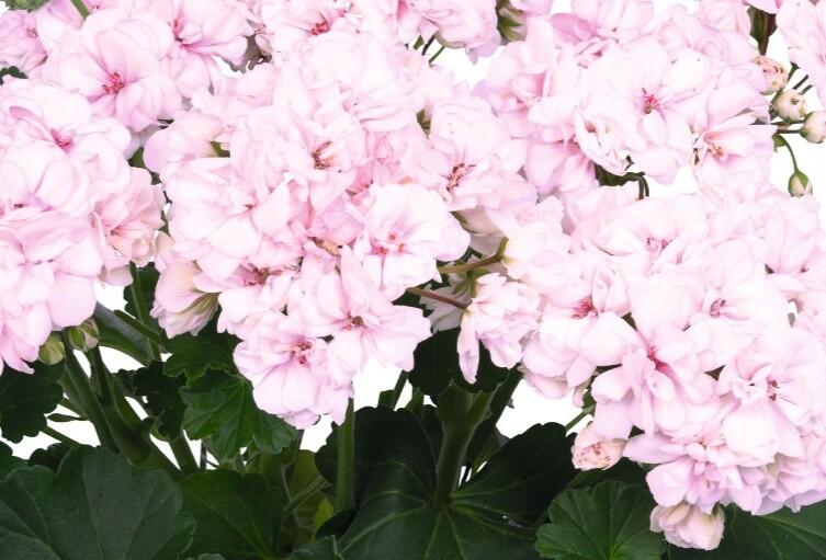 Muškát, pelargonie páskatá 'Survior Idols Paperbloom' - Pelargonium zonale 'Survior Idols Paperbloom'