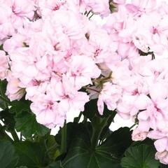 Muškát, pelargonie páskatá 'Survior Idols Paperbloom' - Pelargonium zonale 'Survior Idols Paperbloom'