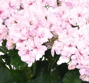 Muškát, pelargonie páskatá 'Survior Idols Paperbloom' - Pelargonium zonale 'Survior Idols Paperbloom'