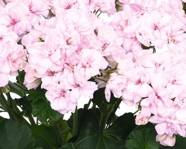 Muškát, pelargonie páskatá 'Survivor Idols Paperbloom'