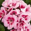 Muškát, pelargonie páskatá 'Survior Idols Pink Mega Splash' - Pelargonium zonale 'Survior Idols Pink Mega Splash'