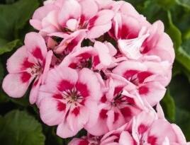 Muškát, pelargonie páskatá 'Survior Idols Pink Mega Splash'