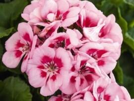 Muškát, pelargonie páskatá 'Survior Idols Pink Mega Splash' - Pelargonium zonale 'Survior Idols Pink Mega Splash'
