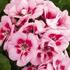 Pelargonium zonale 'Survior Idols Pink Mega Splash'.jpg