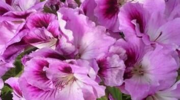 Muškát, pelargonie velkokvětá 'Aristo Orchid' - Pelargonium grandiflorum 'Aristo Orchid'