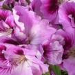 Muškát, pelargonie velkokvětá 'Aristo Orchid' - Pelargonium grandiflorum 'Aristo Orchid'