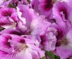 Muškát, pelargonie velkokvětá 'Aristo Orchid' - Pelargonium grandiflorum 'Aristo Orchid'