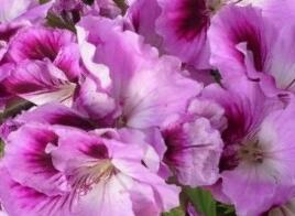 Muškát, pelargonie velkokvětá 'Aristo Orchid'