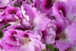 Muškát, pelargonie velkokvětá 'Aristo Orchid' - Pelargonium grandiflorum 'Aristo Orchid'