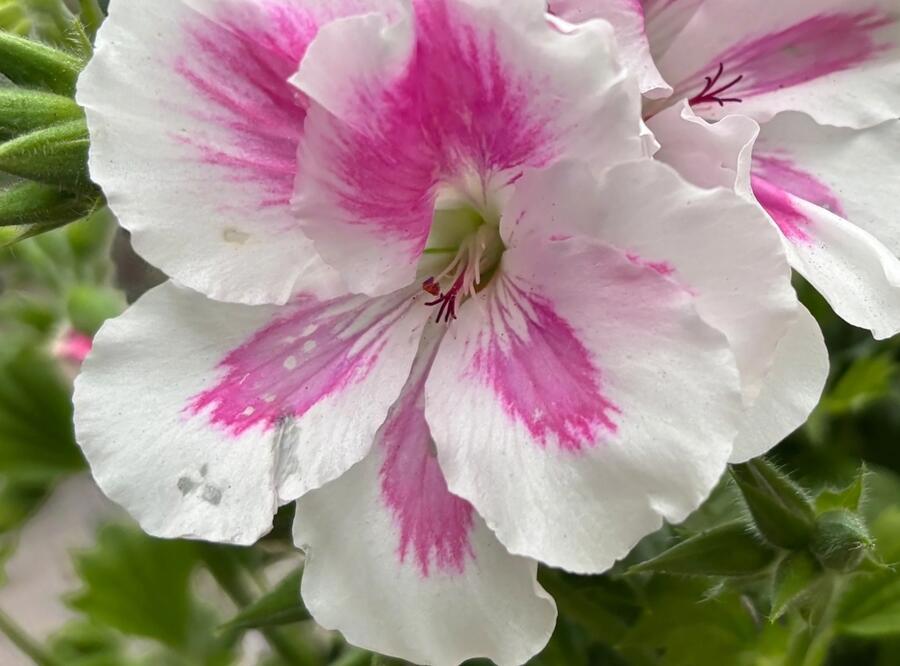 Muškát, pelargonie velkokvětá 'Elegance Belinda' - Pelargonium grandiflorum 'Elegance Belinda'