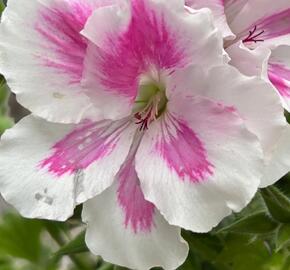 Muškát, pelargonie velkokvětá 'Elegance Belinda' - Pelargonium grandiflorum 'Elegance Belinda'