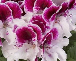 Muškát, pelargonie velkokvětá 'Elegance Bravo'