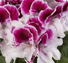 Muškát, pelargonie velkokvětá 'Elegance Bravo' - Pelargonium grandiflorum 'Elegance Bravo'
