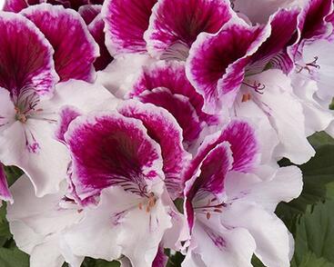 Muškát, pelargonie velkokvětá 'Elegance Bravo'