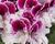Muškát, pelargonie velkokvětá 'Elegance Bravo'
