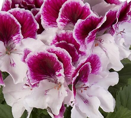 Muškát, pelargonie velkokvětá 'Elegance Bravo' - Pelargonium grandiflorum 'Elegance Bravo'