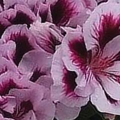 Muškát, pelargonie velkokvětá 'Elegance Emma' - Pelargonium grandiflorum 'Elegance Emma'