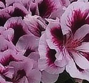 Muškát, pelargonie velkokvětá 'Elegance Emma' - Pelargonium grandiflorum 'Elegance Emma'