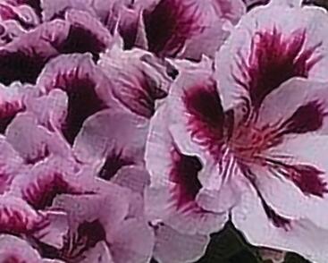 Muškát, pelargonie velkokvětá 'Elegance Emma'