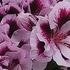 Pelargonium grandiflorum 'Elegance Emma'.jpg