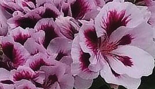 Muškát, pelargonie velkokvětá 'Elegance Emma' - Pelargonium grandiflorum 'Elegance Emma'