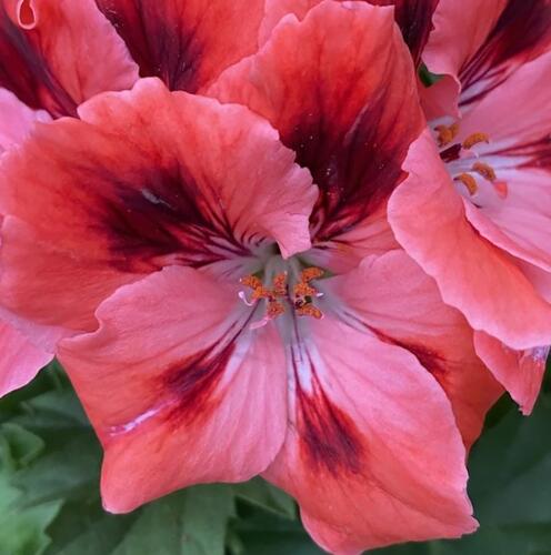 Muškát, pelargonie velkokvětá 'Elegance Femke' - Pelargonium grandiflorum 'Elegance Femke'