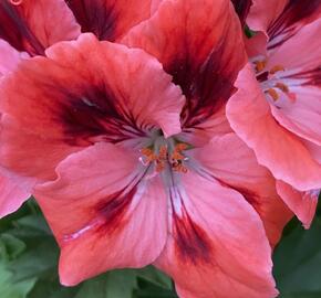 Muškát, pelargonie velkokvětá 'Elegance Femke' - Pelargonium grandiflorum 'Elegance Femke'