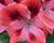 Muškát, pelargonie velkokvětá 'Elegance Femke'