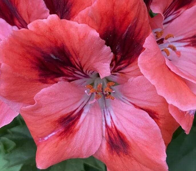 Muškát, pelargonie velkokvětá 'Elegance Femke' - Pelargonium grandiflorum 'Elegance Femke'
