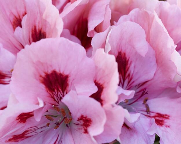 Muškát, pelargonie velkokvětá 'Elegance Fenna' - Pelargonium grandiflorum 'Elegance Fenna'