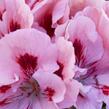 Muškát, pelargonie velkokvětá 'Elegance Fenna' - Pelargonium grandiflorum 'Elegance Fenna'