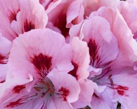 Muškát, pelargonie velkokvětá 'Elegance Fenna'