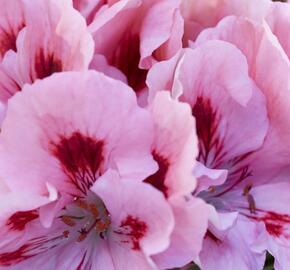 Muškát, pelargonie velkokvětá 'Elegance Fenna' - Pelargonium grandiflorum 'Elegance Fenna'