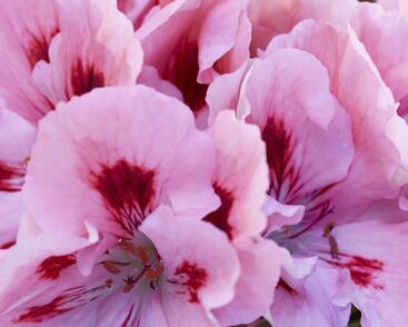 Muškát, pelargonie velkokvětá 'Elegance Fenna'