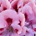 Pelargonium grandiflorum 'Elegance Fenna'.jpg