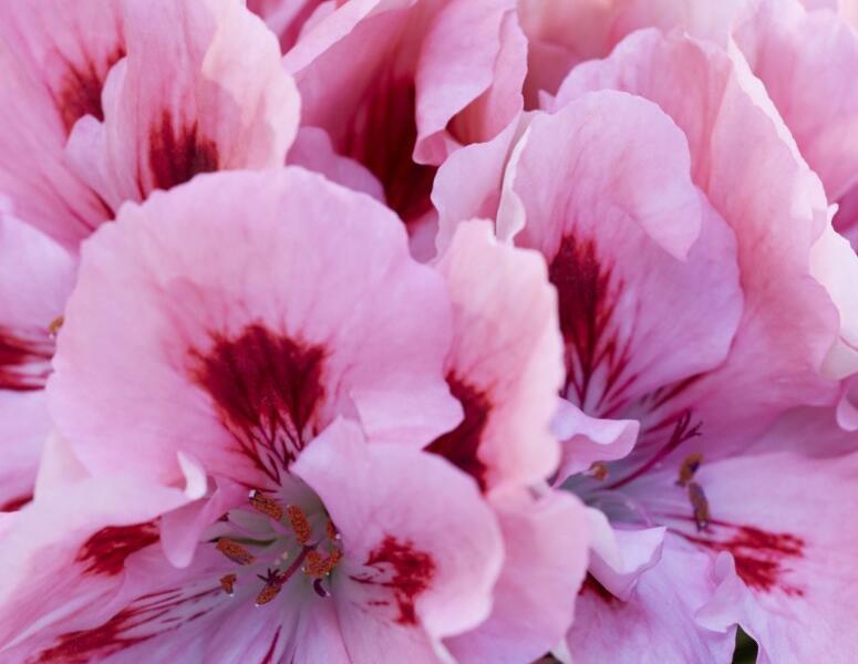 Muškát, pelargonie velkokvětá 'Elegance Fenna' - Pelargonium grandiflorum 'Elegance Fenna'