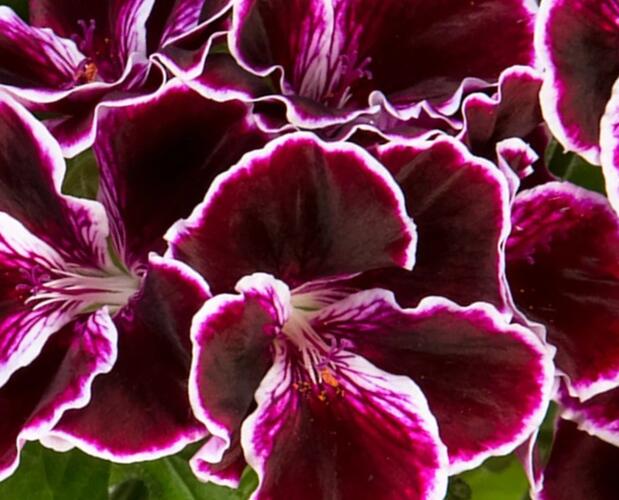 Muškát, pelargonie velkokvětá 'Elegance Imperial' - Pelargonium grandiflorum 'Elegance Imperial'