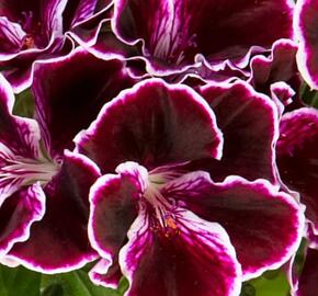 Muškát, pelargonie velkokvětá 'Elegance Imperial' - Pelargonium grandiflorum 'Elegance Imperial'