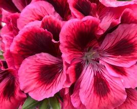 Muškát, pelargonie velkokvětá 'Elegance Kate'