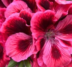 Muškát, pelargonie velkokvětá 'Elegance Kate' - Pelargonium grandiflorum 'Elegance Kate'
