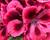 Muškát, pelargonie velkokvětá 'Elegance Kate'
