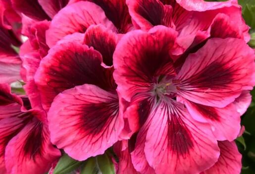 Muškát, pelargonie velkokvětá 'Elegance Kate' - Pelargonium grandiflorum 'Elegance Kate'