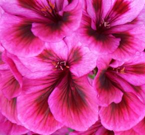 Muškát, pelargonie velkokvětá 'Elegance Loes' - Pelargonium grandiflorum 'Elegance Loes'