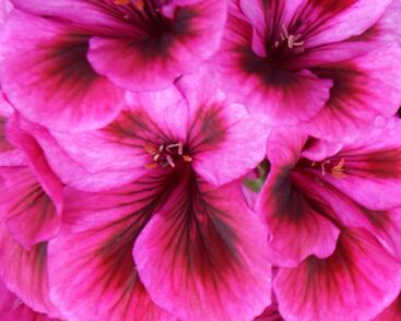 Muškát, pelargonie velkokvětá 'Elegance Loes'