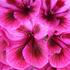 Pelargonium grandiflorum 'Elegance Loes'.jpg